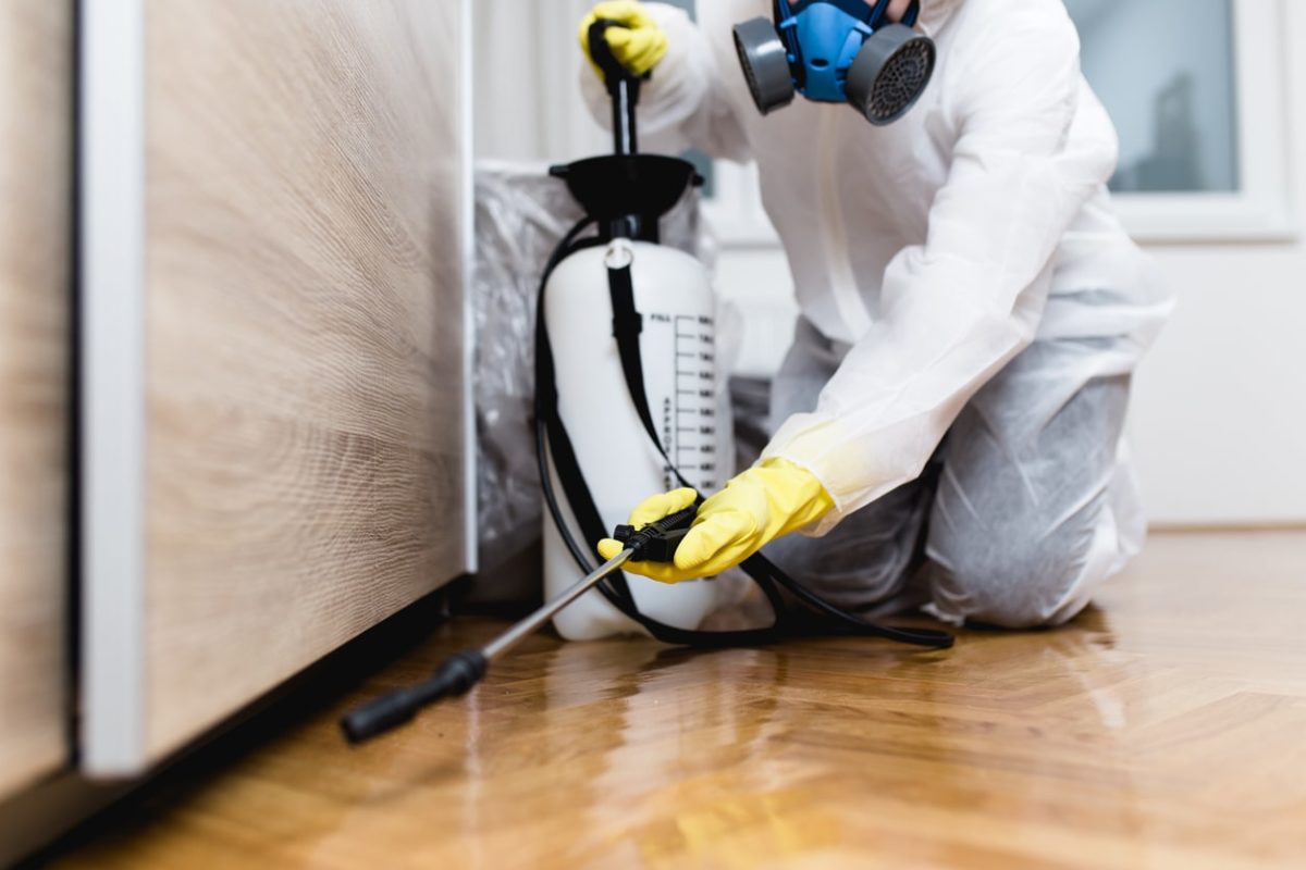 Learn Which Type of Pests Can Damage Your Home and Other Items